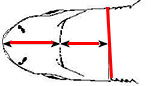 Centroscymnus owstoni_01.jpg